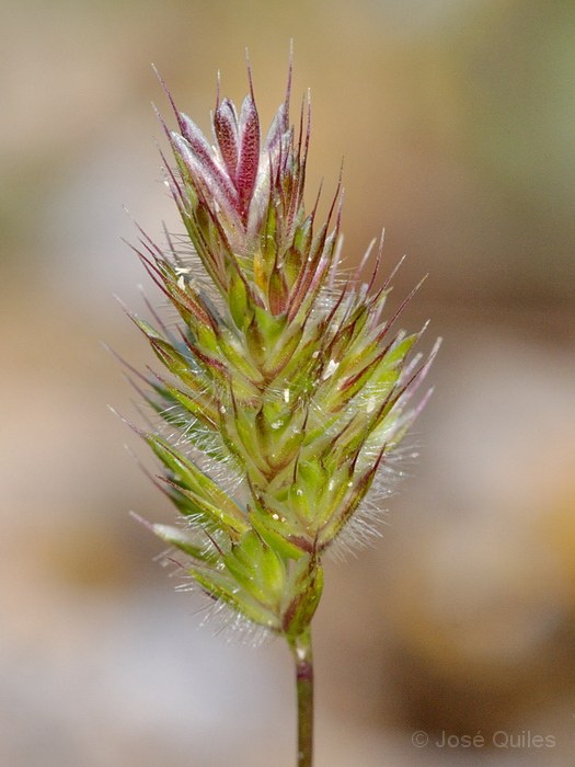 Albufera de Valencia