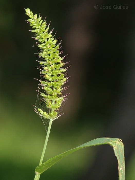 Albufera de Valencia