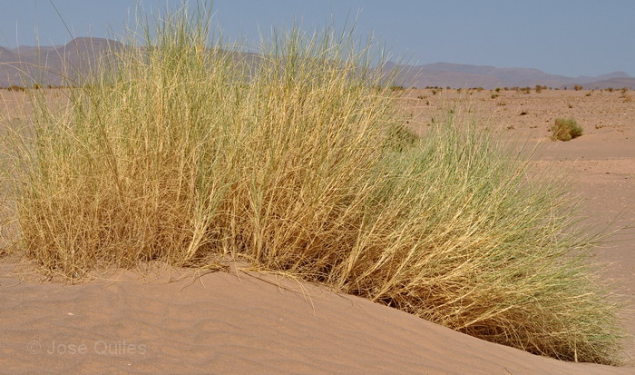 Valle del Draa, Marruecos