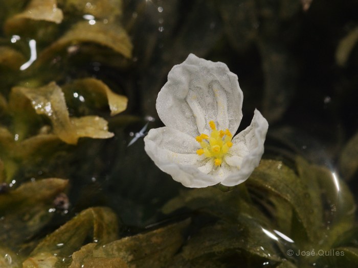 Marjal de Pego-Oliva, A