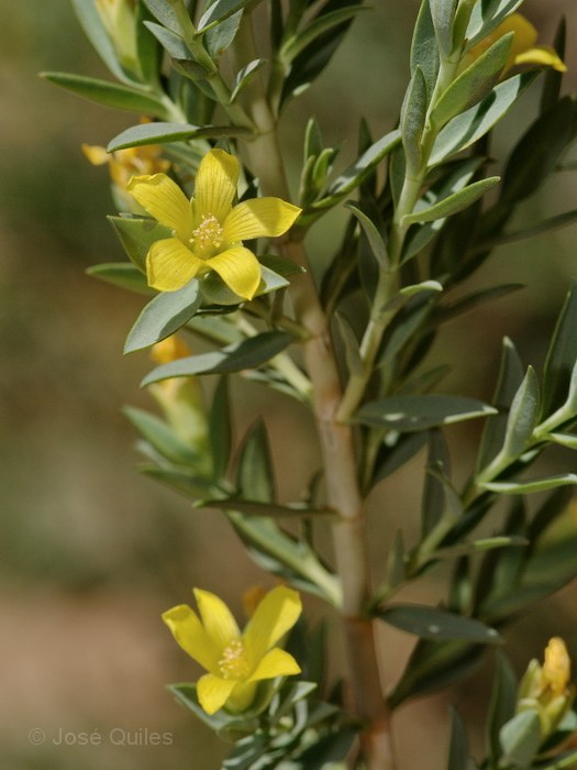 Ida Ou Tanane, Marruecos