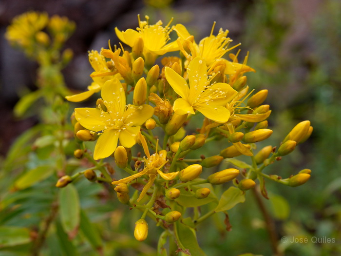 P.N. Garajonay, La Gomera