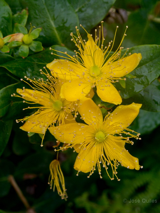 P.N. Garajonay, La Gomera