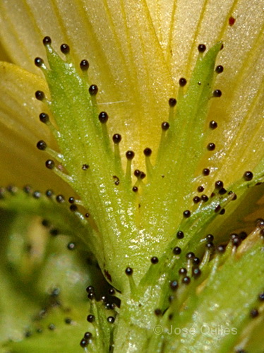 Sierra Espad�n, CS