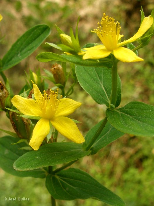 Sierra Espad�n, CS