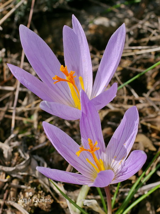 Sierra Mariola, V