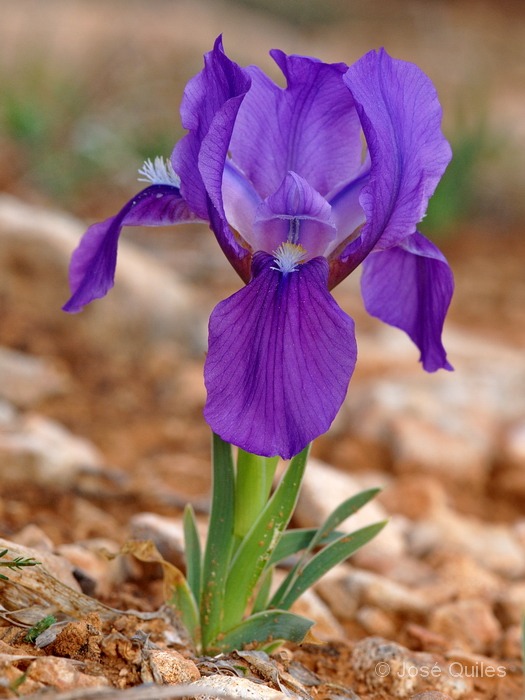 Sierra de Irta, CS