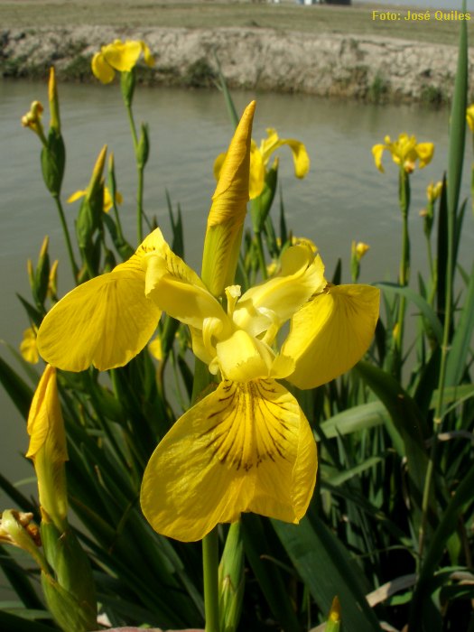 Albufera de Valencia