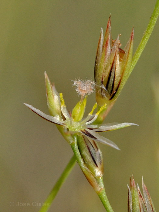 Sierra Espad�n, CS