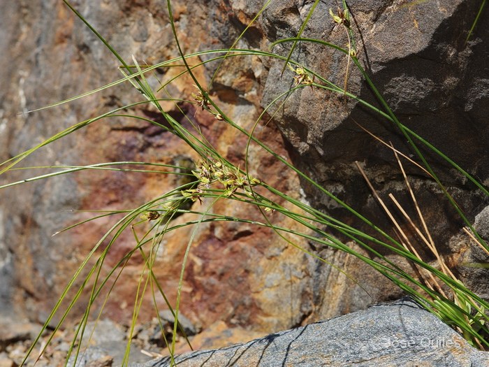 Arcal�s, Andorra