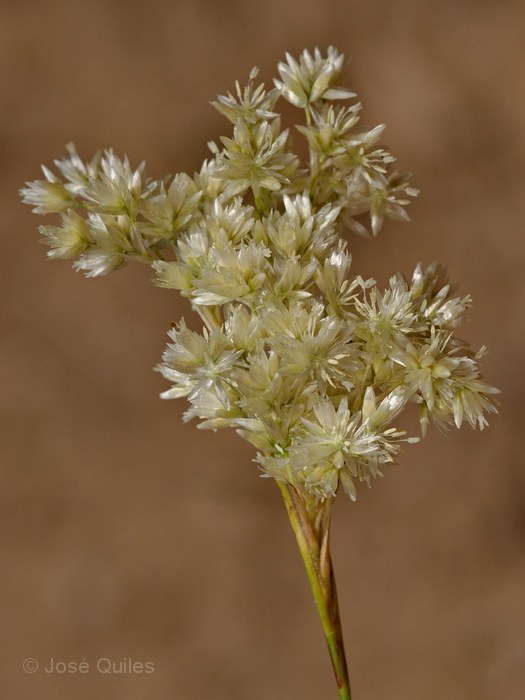 Sierra de Urbi�n, SO