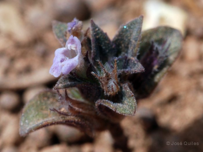 Sierra de G�dor, AL
