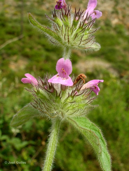 Sierra Espad�n, CS