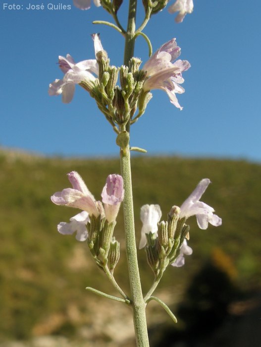 Macizo del Caroig, V