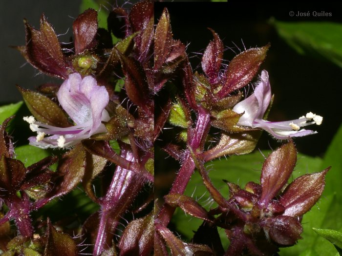 Cultivada