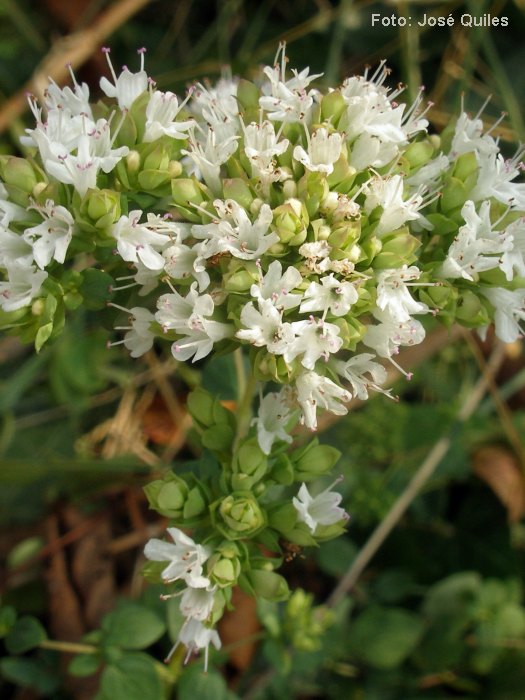 Sierra Espad�n, CS