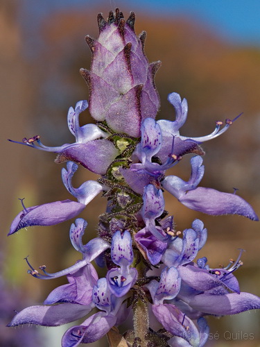 Cultivada