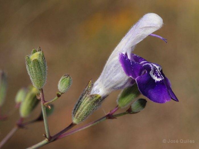 Sierra de G�dor, AL