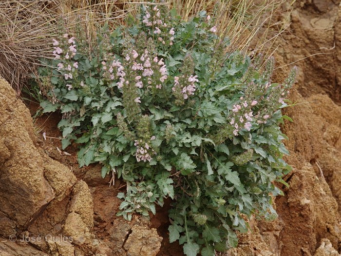 Alto Atlas central, Marruecos