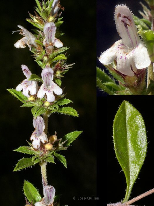 Sierra Espad�n, CS