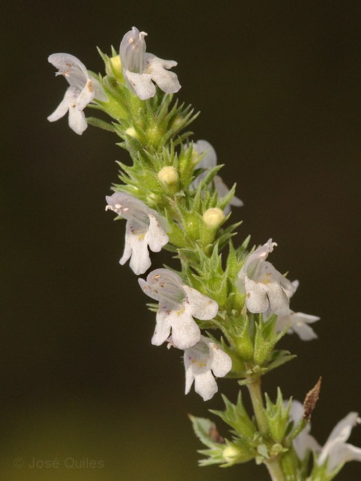 Vistabella del Maestrat, CS
