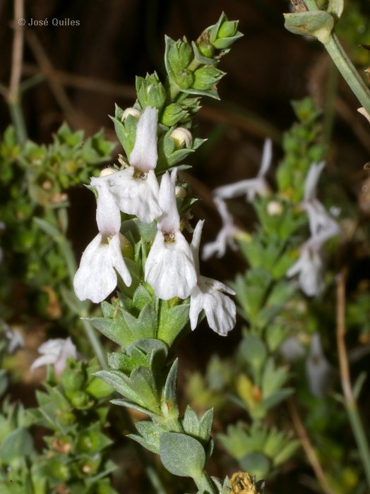 Jard�n Bot�nico de Valencia