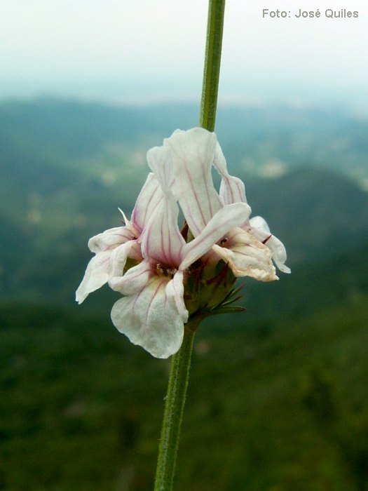 Valle de la Murta, V