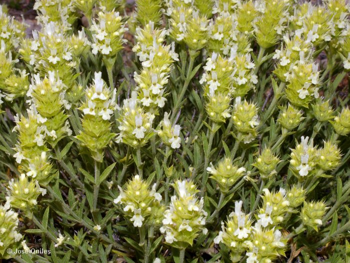 Sierra de Javalambre, TE