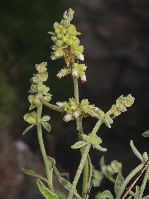 P.N. Garajonay, La Gomera