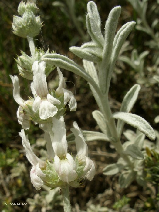 Sierra de Enguera, V