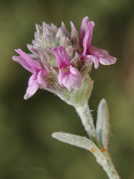 Sierra Mar�a, AL