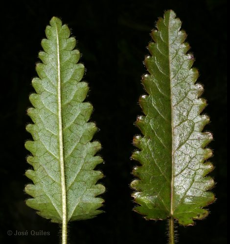 Sierra Espad�n, CS