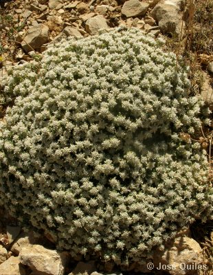 Pico Javalambre, TE