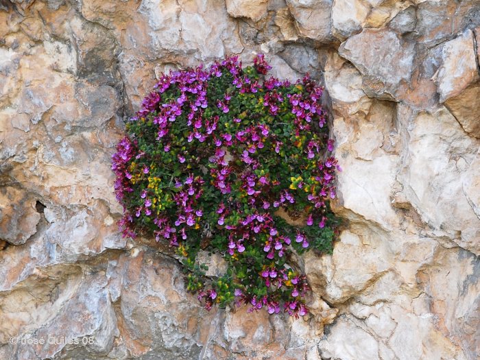 Sierra de Aixort�, A