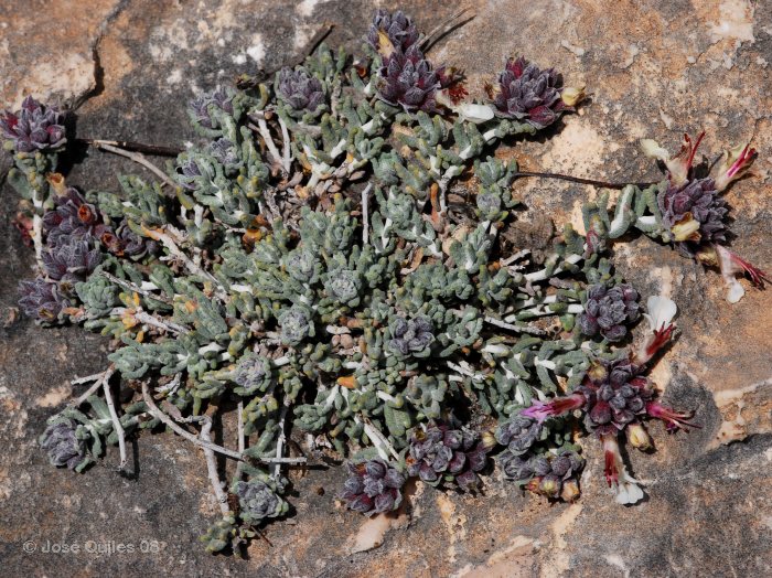 Sierra de Crevillent, A