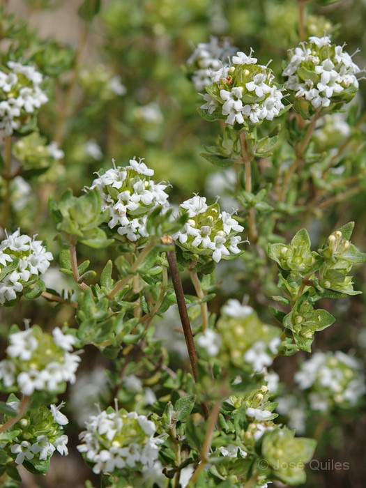 Pen�nsula de Troia, Alentejo Litoral