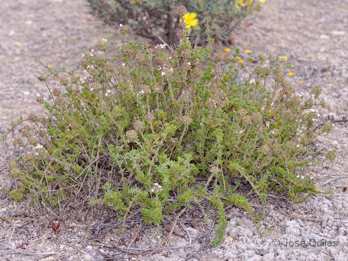 La Plana de Utiel-Requena, V