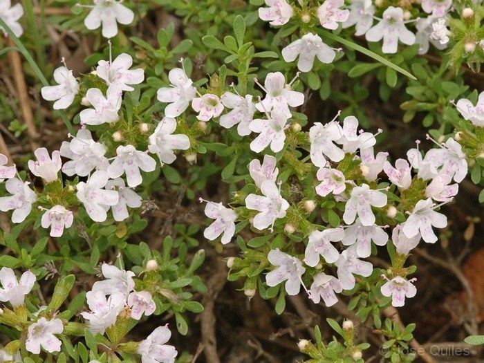Sierra de Talayuelas, CU