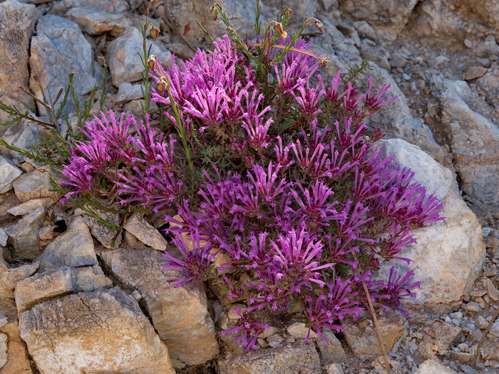 Sierra Almijara, MA