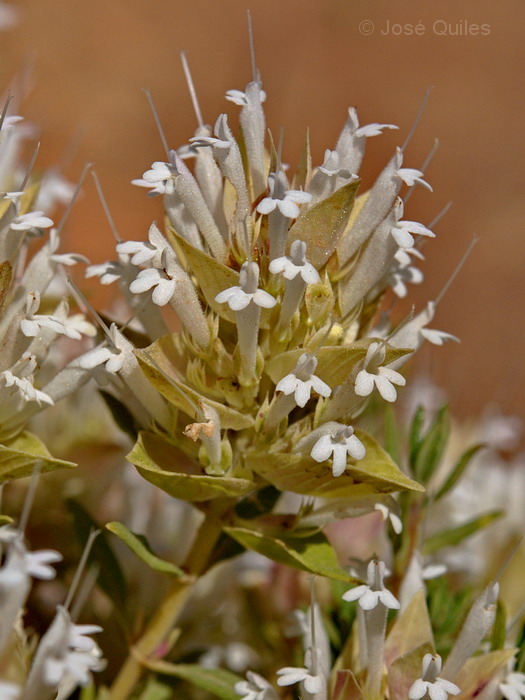 Sierra de G�dor, AL