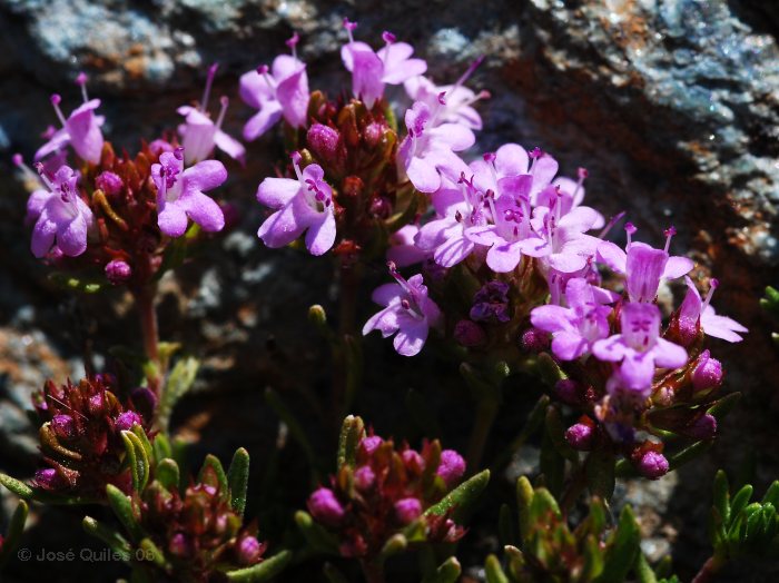 Sierra Nevada, AL