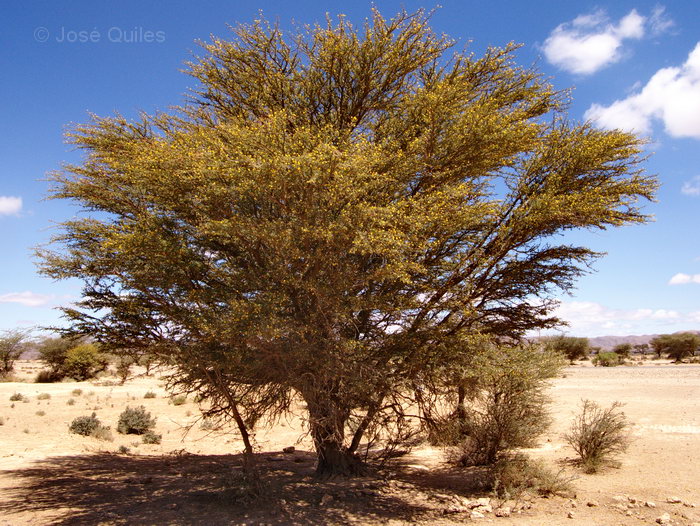 Cercan�as de Icht, Marruecos