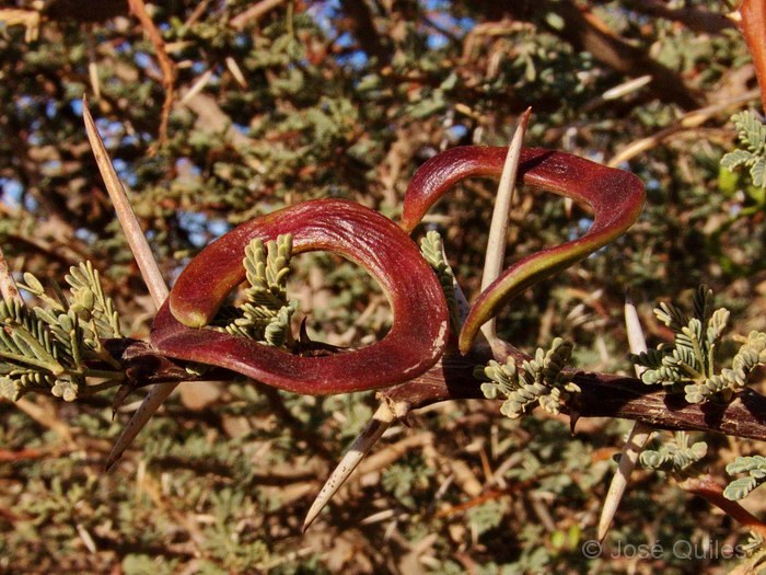 Tafilalt, Marruecos