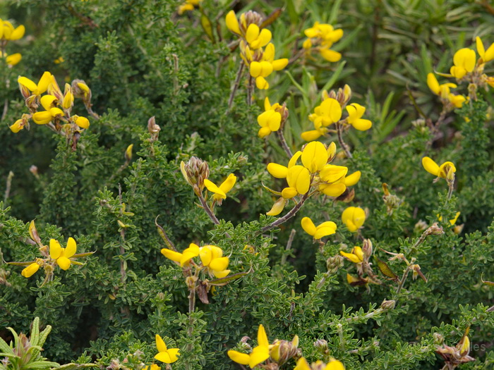 P.N. Garajonay, La Gomera