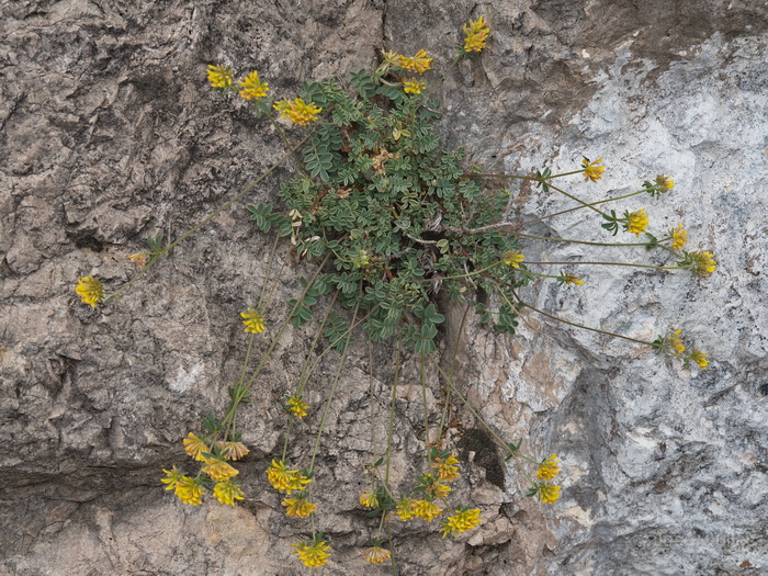 Sierra de Cazorla, J
