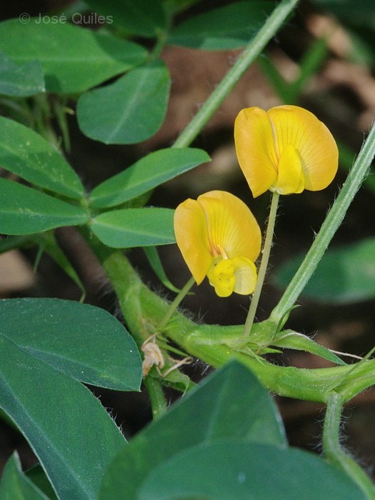 Cultivada