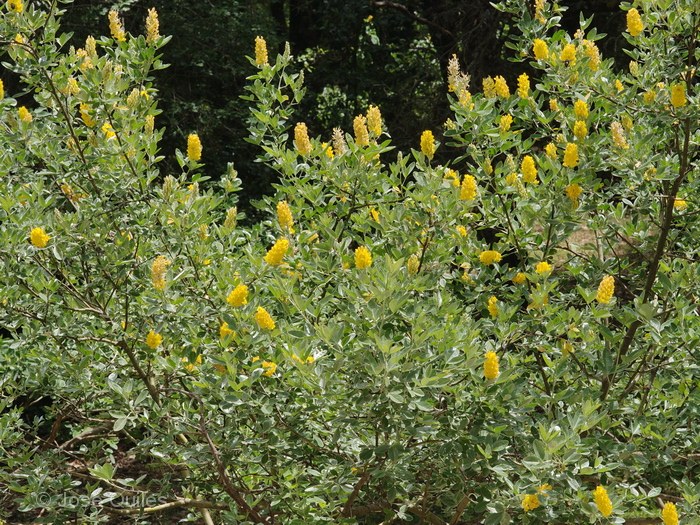 Bosque de cedros de Azrou, Marruecos