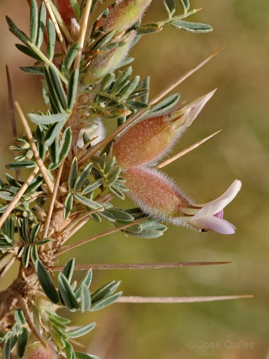 Astragalus armatus