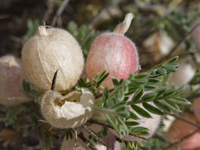 Hoya de Guadix-Baza, GR