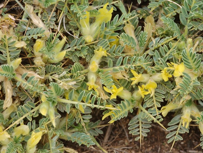 Ouka�meden, Alto Atlas, Marruecos